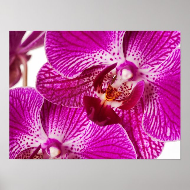 Hot Pink Dendrobium Orchid - Orchids Background Poster (Front)