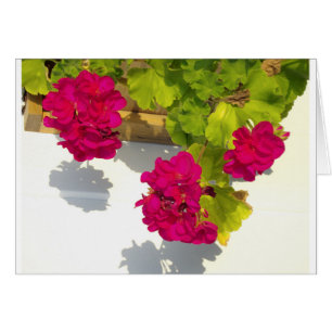 HOt pink floral flowers Pink Geranium