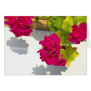 Hot pink florals red geraniums