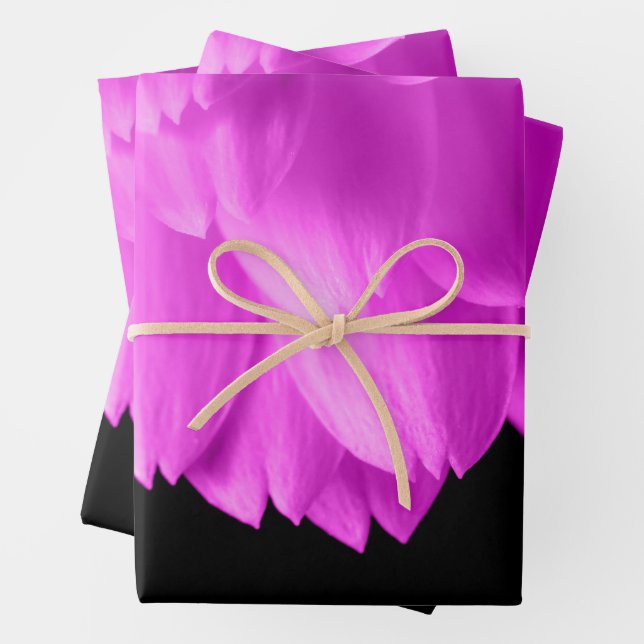 Hot pink flower petals on black wrapping paper sheet (In situ)