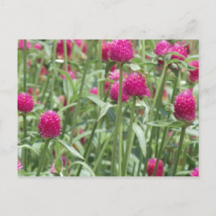Hot Pink Flowers Postcard
