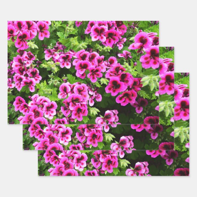 Hot Pink Geranium Flower Bush,  Gift Wrap Sheets, (Set)