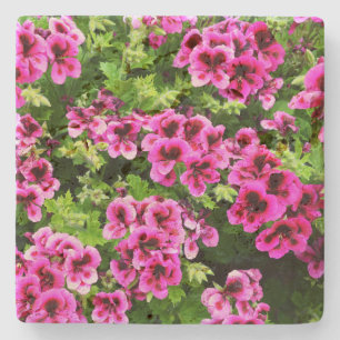 Hot Pink Geranium Flowers Growing On A Bush,   Stone Coaster
