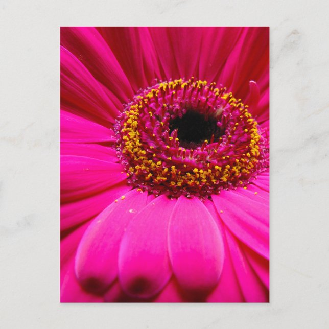 hot pink gerber daisy postcard (Front)