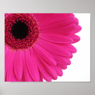 Hot Pink Gerbera Daisy Close-up Poster