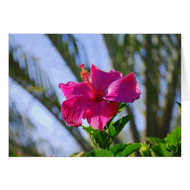 Hot Pink Hibiscus Card (Front Horizontal)