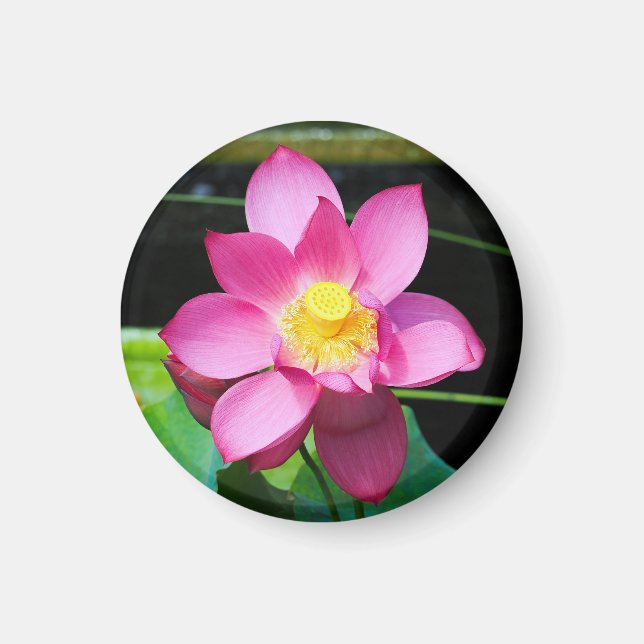 Hot Pink Lotus Flower Magnet (Front)