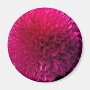 Hot pink macro flower magnet