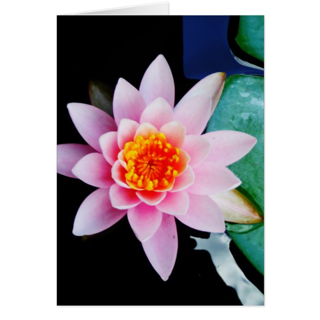 Hot Pink & orange lotus water lily flower (Front)