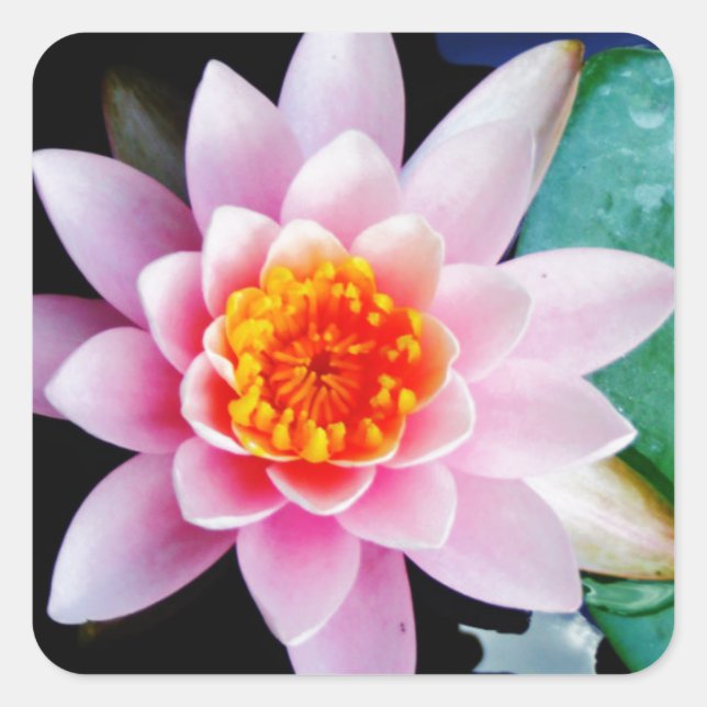 Hot Pink & orange lotus water lily flower Square Sticker (Front)