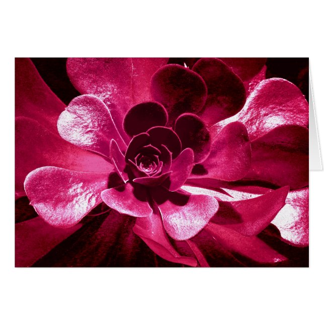 Hot Pink Petals (Front Horizontal)