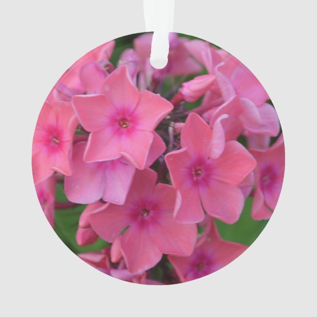 Hot Pink Phlox Flowers Ornament (Back)