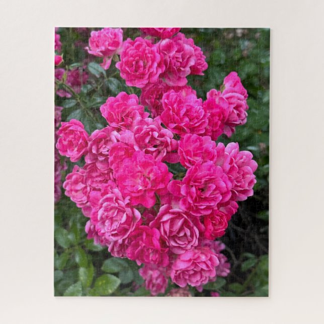 Hot Pink Polyantha Rose, Oakland Jigsaw Puzzle (Vertical)