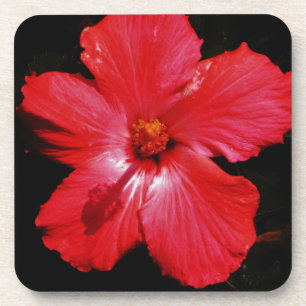 Hot Pink Red Hibiscus flower on Black Coaster