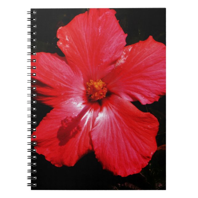Hot Pink Red Hibiscus flower on Black Notebook (Front)
