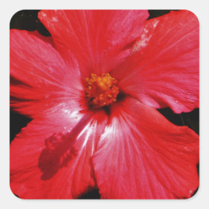 Hot Pink Red Hibiscus flower on Black Square Sticker