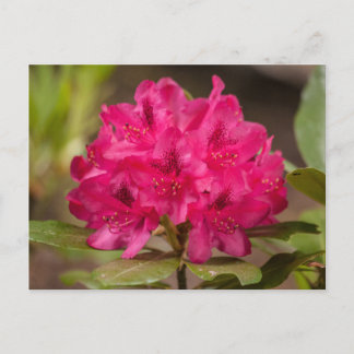 Hot Pink Rhododendron Floral Flowers Postcards