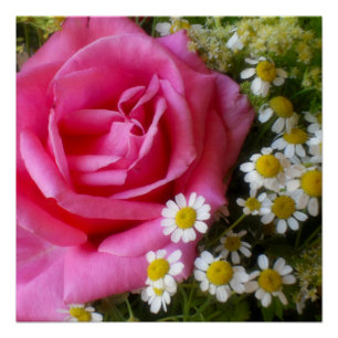 Hot Pink Rose and White Daisies Photo Poster