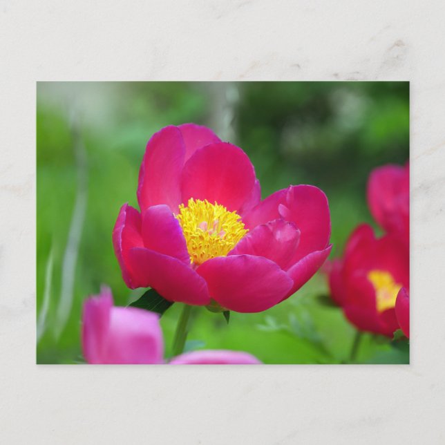 Hot Pink Rose Holiday Postcard (Front)