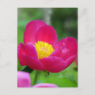 Hot Pink Rose Holiday Postcard