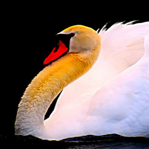 Hot Pink Rose on Black Tie