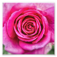 Hot Pink Rose