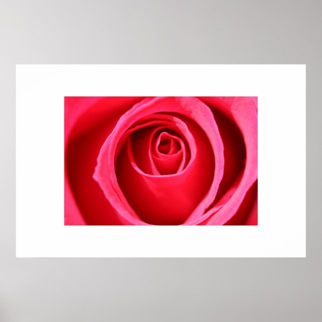 Hot Pink Rose Poster (Front)