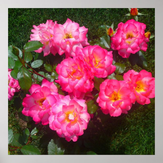 Hot Pink Rose Poster (Front)