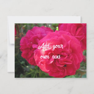 Hot Pink Roses - Personalised Postcard