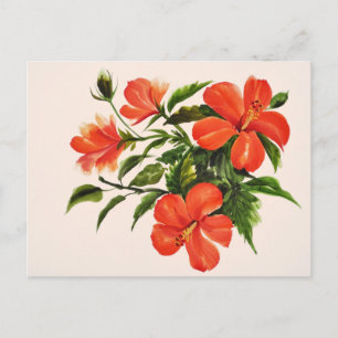 Hot Red Hibiscus Postcard