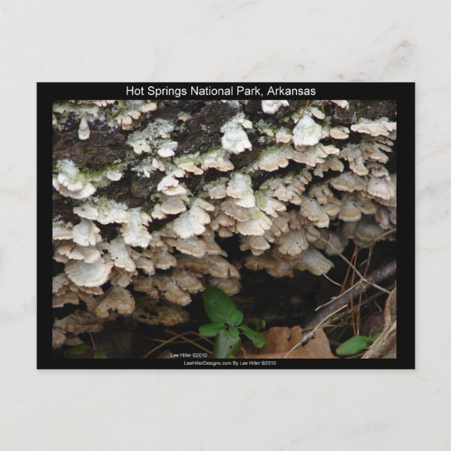 Hot Spings National Park, Arkansas Tree Fungus Postcard (Front)