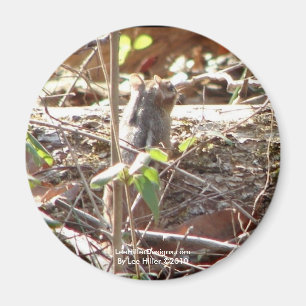 Hot Springs Mountain, Arkansas Chipmunk Gifts Magnet