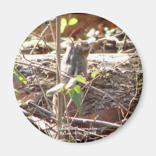 Hot Springs Mountain, Arkansas Chipmunk Gifts Magnet (Front)