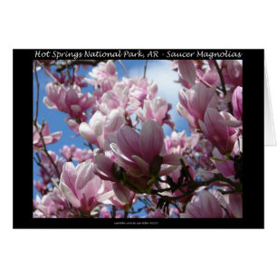 Hot Springs National Park AR Saucer Magnoia Gifts
