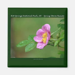 Hot Springs National Park, AR Wild Rose Gifts Magnet