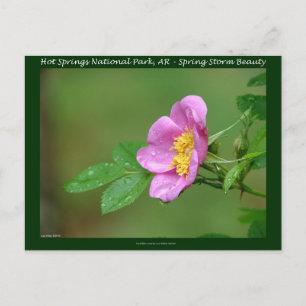 Hot Springs National Park, AR  Wild Rose Gifts Postcard