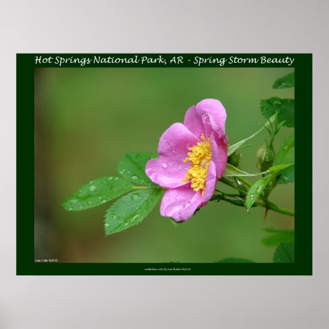 Hot Springs National Park, AR  Wild Rose Stamps Poster (Front)