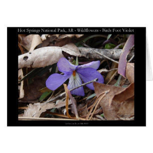 Hot Springs National Park, AR Wild Violets Gifts