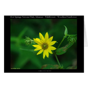 Hot Springs National Park Woodland Sunflower Gifts
