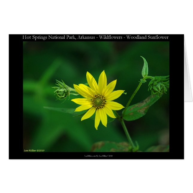 Hot Springs National Park Woodland Sunflower Gifts (Front Horizontal)