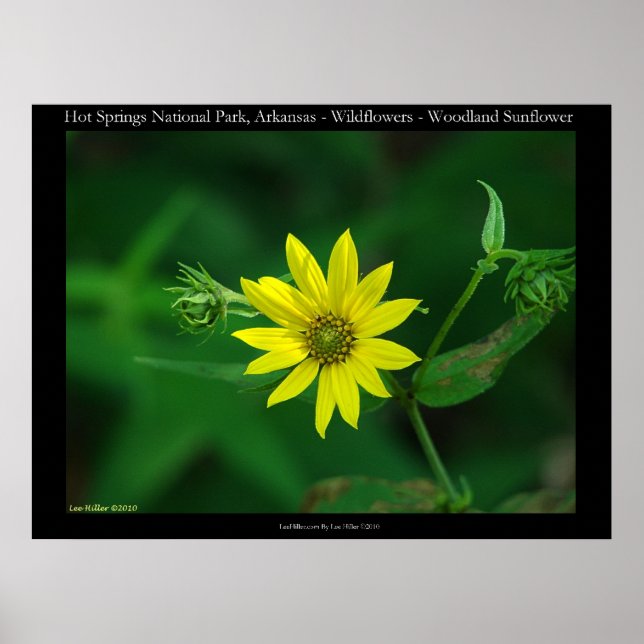 Hot Springs National Park Woodland Sunflowers Poster (Front)