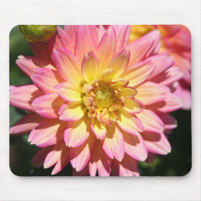 Hot yellow pink Dahlia Flower Mouse Pad (Front)