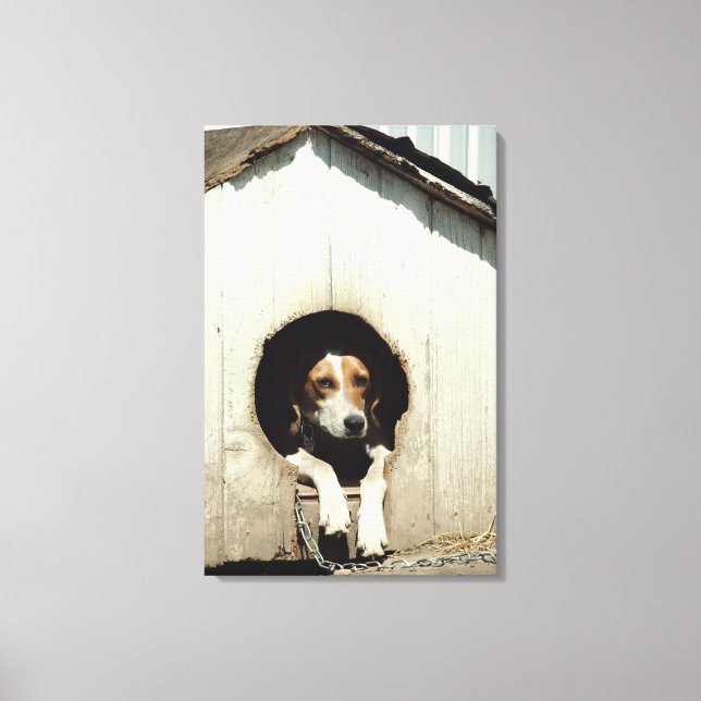 Hound dog in dog house canvas print (Front)