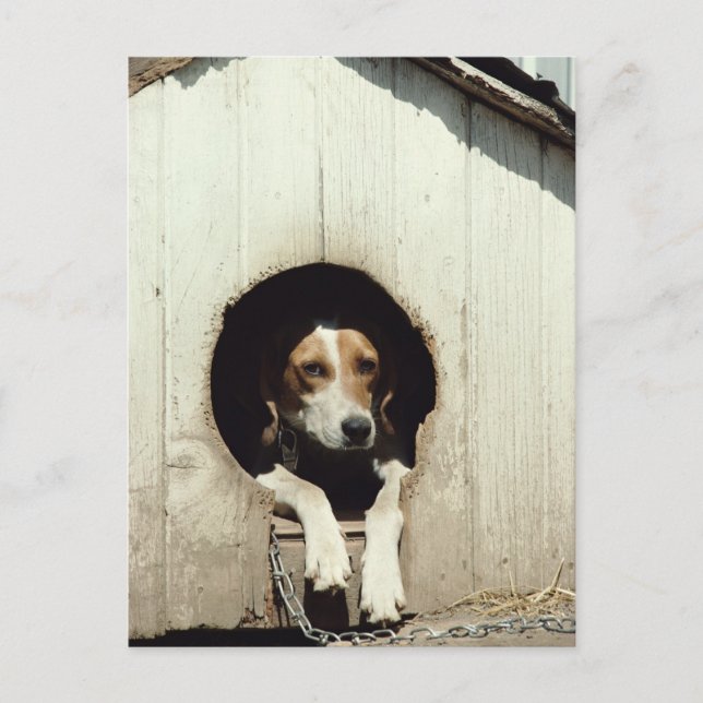 Hound dog in dog house postcard (Front)