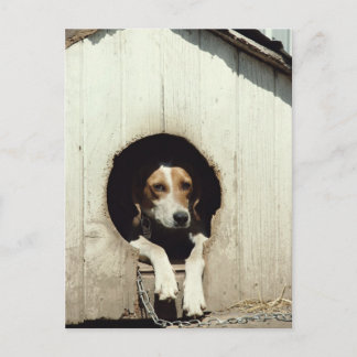 Hound dog in dog house postcard