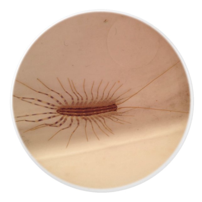 House Centipede Ceramic Knob (Front)