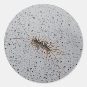 HOUSE CENTIPEDE. CLASSIC ROUND STICKER