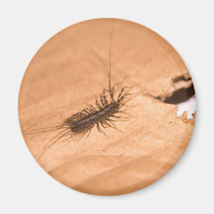 House Centipede Magnet