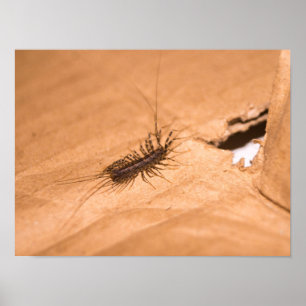 House Centipede Poster