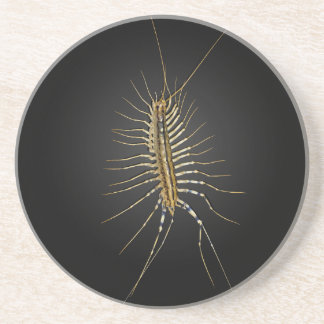 House Centipede Scutigera Coleoptrata Coaster